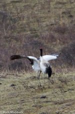 IMG_2013-04-26_9337_Black-necked Crane_Barkam to Hongyuan.jpg