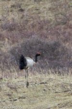 IMG_2013-04-26_9339_Black-necked Crane_Barkam to Hongyuan.jpg