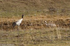 IMG_2013-04-26_9385_Black-necked & Common Crane_Barkam to Hongyuan.jpg