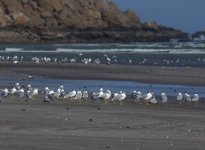 GBH Gulls_Ras As Sawadi_301213a.jpg