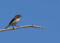 Variable Wheatear_K Milahah_311213a.jpg