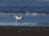 Crab Plover_Shinas_311213a.jpg