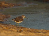 Green Sandpiper_Sun Farms_311213a.jpg