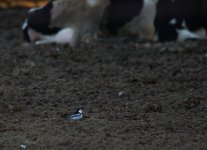 Amur Wagtail_Sun Farms_311213a.jpg