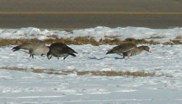 Goose-13 Dec.JPG