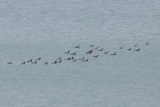 Black-throated Divers.jpg