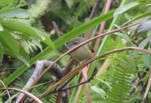 IMG_1474 Yellow-bellied Prinia.jpg