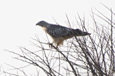 RS_Short-toed snake eagle?.jpg