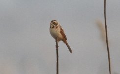 Japanese Reed Bunting.jpg