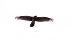 Northern Goshawk.jpg