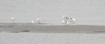 Saunders's Gull.jpg