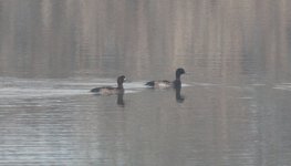 Tufted Duck.jpg