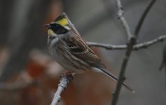 Yellow-throated Bunting.jpg