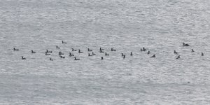 Black-throated Divers 2r.jpg