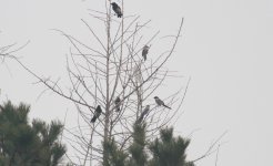 Azure-winged Magpies.jpg