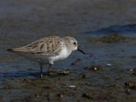 Little Stint_Sun Farms_010114b.jpg