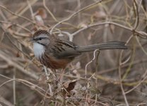 Chinese Hill Warbler.jpg