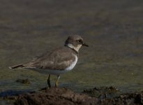 LR Plover_Sun Farms_010114a.jpg