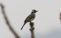 Light-vented Bulbul.jpg