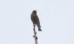 Oriental Greenfinch.jpg