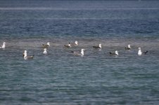 ArmenianGulls_Sevan_Armenia_20130605_001.JPG