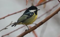 Yellow-bellied Tit 3.jpg