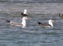 ArmenianGulls_Sevan_Armenia_20130605_002.JPG