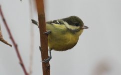 Yellow-bellied Tit.jpg