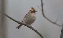 Yellow-throated Bunting.jpg