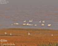 Swan,Whooper_001.jpg