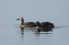 Spectacled & King Eiders us 1.jpg