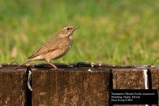 Naumann's Thrush.jpg