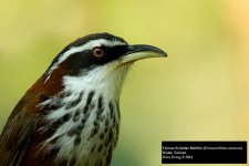 Taiwan Scimitar Babbler 8.jpg