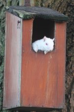 2014_01_02 (1)_Albino_Grey_Squirrel (533x800).jpg