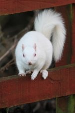 2014_01_02 (4)_Albino_Grey_Squirrel (533x800).jpg