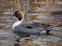 Drake Pintail EM1.jpg