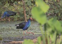 Purple Swamphen.jpg