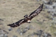 2013_05_17_Golden_Eagle (6) (800x533).jpg