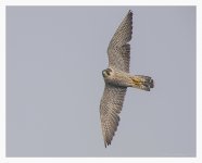 Peregrine%20-%20Chongming%20%231-X2.jpg