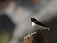 Humes Wheatear_Al Muaydin_020114a.jpg