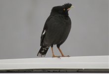 IMG_0880 Crested Myna Tung Chung.jpg