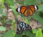 IMG_0928 migrant butterflies Pui O.jpg