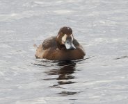 SCAUP 1.jpg