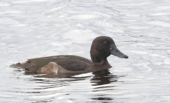 SCAUP 4.jpg