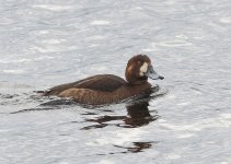 SCAUP 2.jpg