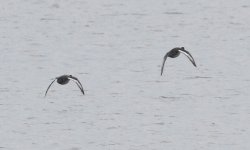 SCAUP 6.jpg