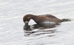 SCAUP 7.jpg