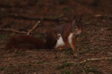 2014_01_04 (6)_Red_Squirrel (800x533).jpg