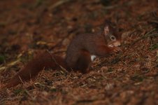 2014_01_04 (11)_Red_Squirrel (800x533).jpg