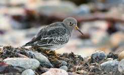 Purple Sandpiper 13 Nov 10 small.jpg